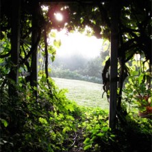 The Arbor Garden