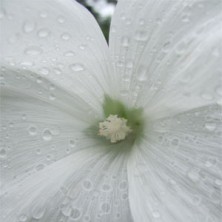 Purify