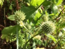 Rattlesnake Master
