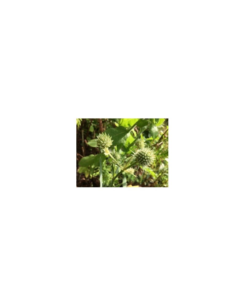 Rattlesnake Master