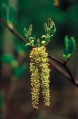 Alder