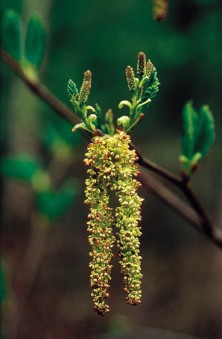 Alder - Aulne