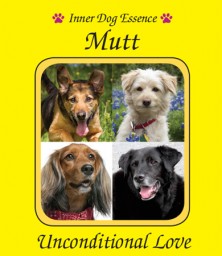 Mutt (Corniaud)