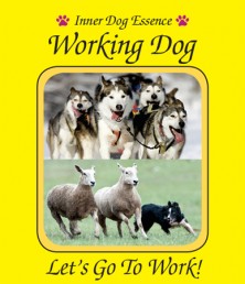 Working Dog (Chien de travail)