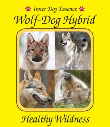 Wolf-Dog Hybrid (Hybride...
