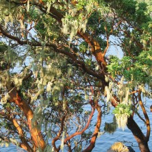 Arbutus - Arbousier d'Amérique
