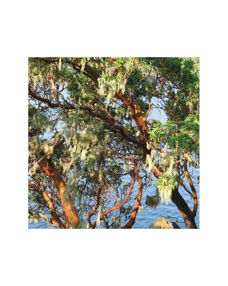 Arbutus - Arbousier d'Amérique