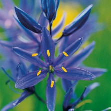 Blue Camas - Camas bleu