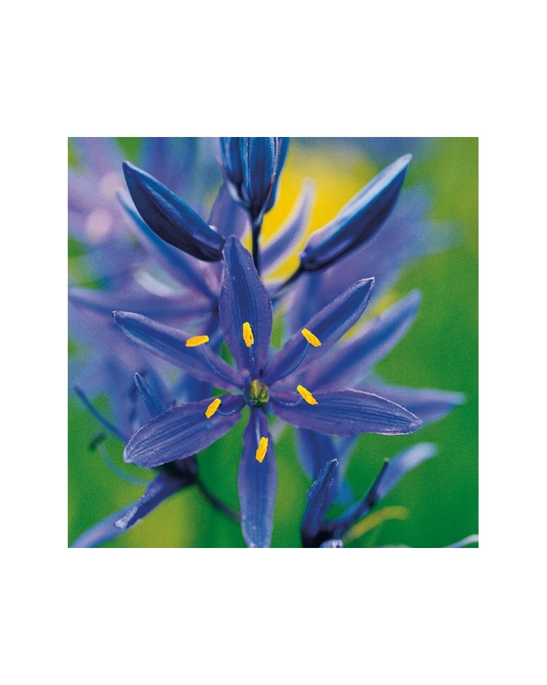 Blue Camas - Camas bleu
