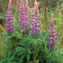 Blue Lupin - Lupin des...