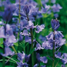 Bluebell - Jacinthe des bois