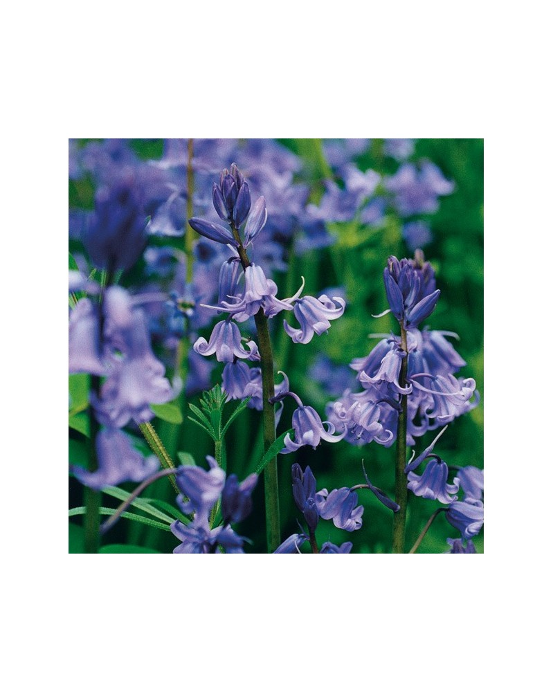 Bluebell - Jacinthe des bois