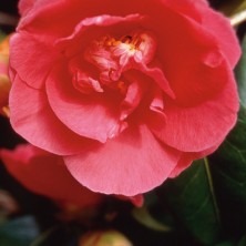 Camellia - Sasanque camélia