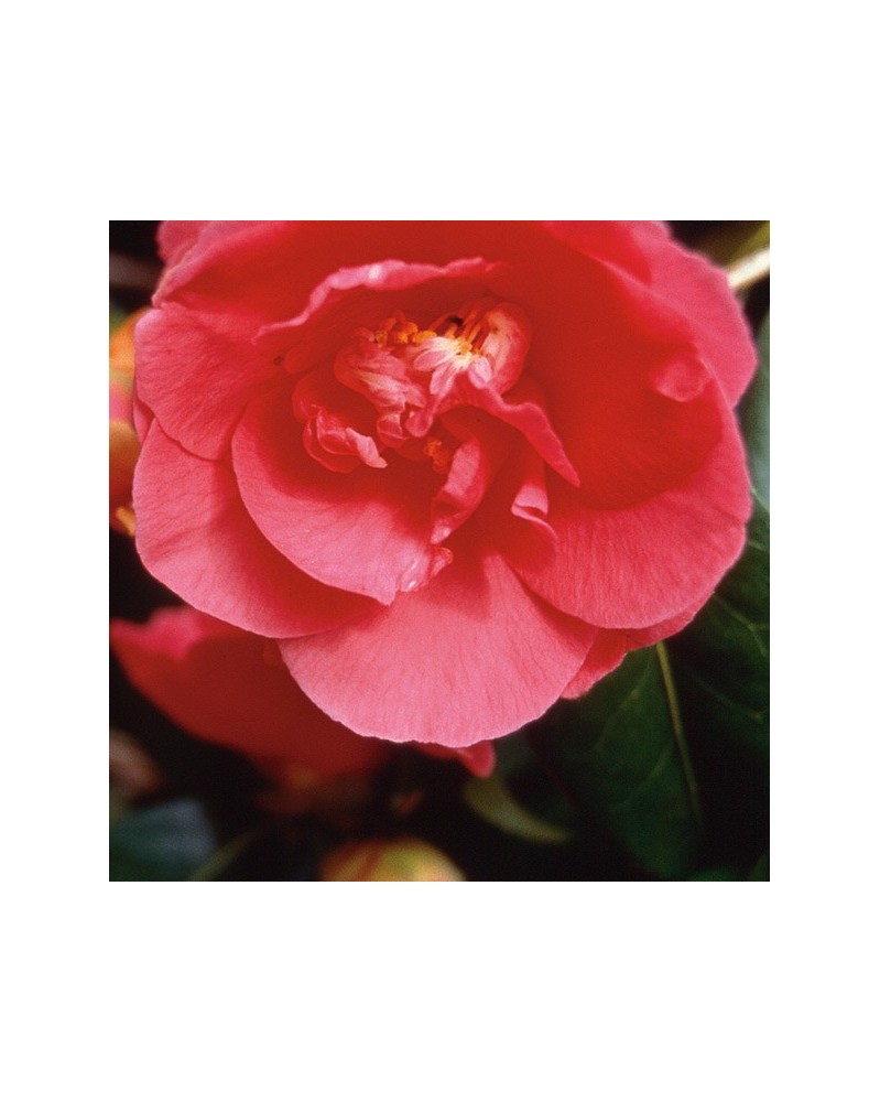 Camellia - Sasanque camélia