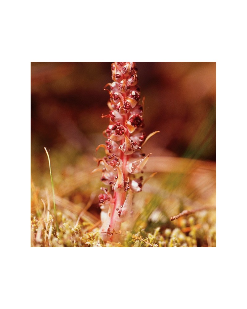 Candystick - Canne de sucrerie