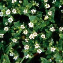 Chickweed - Mouron des oiseaux