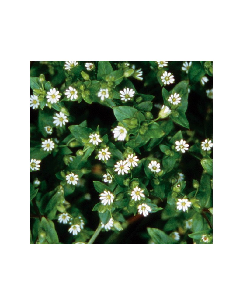 Chickweed - Mouron des oiseaux