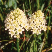 Death Camas - Zygadène...