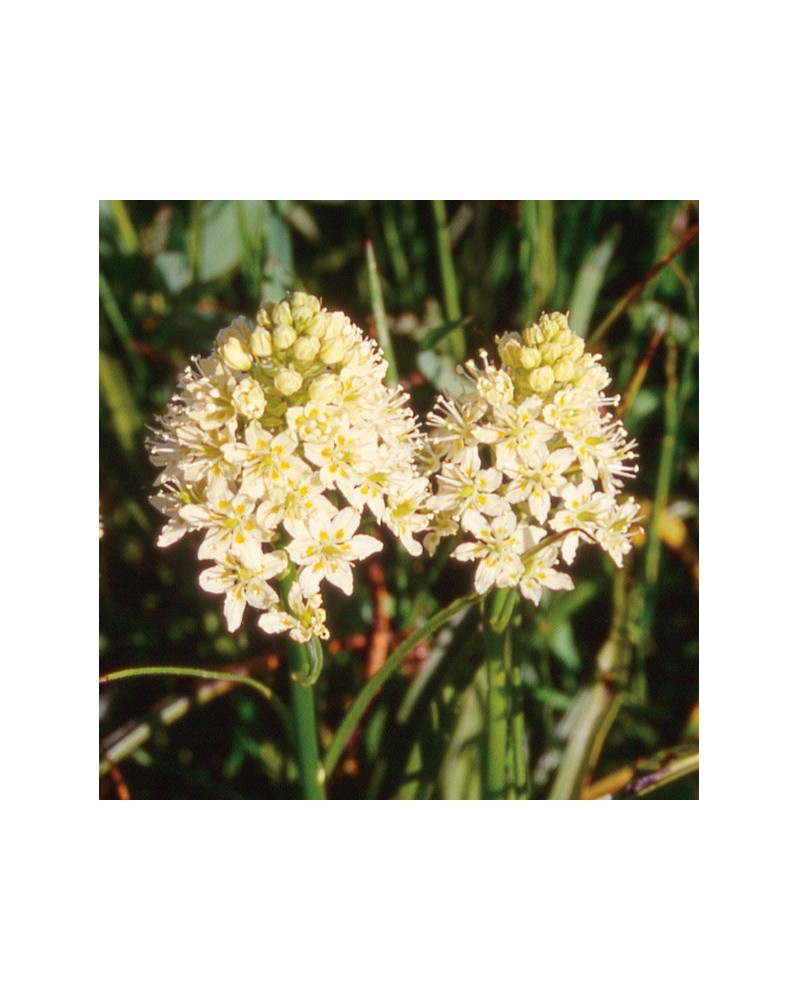 Death Camas - Zygadène vénéneux