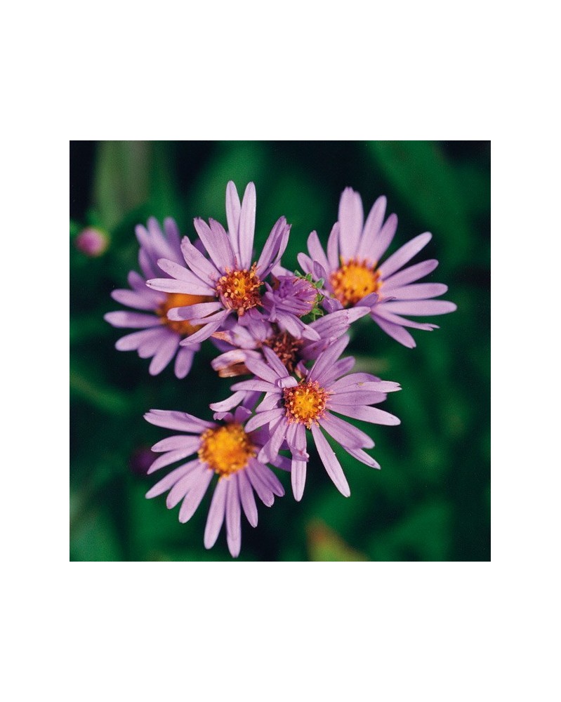 Douglas Aster - Aster de Douglas