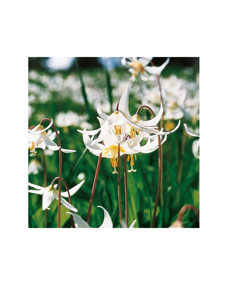 Easter Lily - Lis blanc de faon