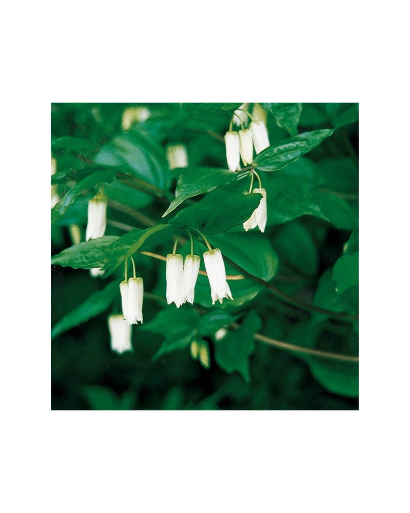 Fairy-Bell - Cloche féérique