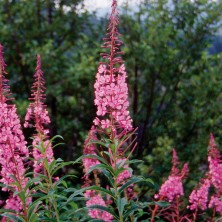 Fireweed - Epilobe à...