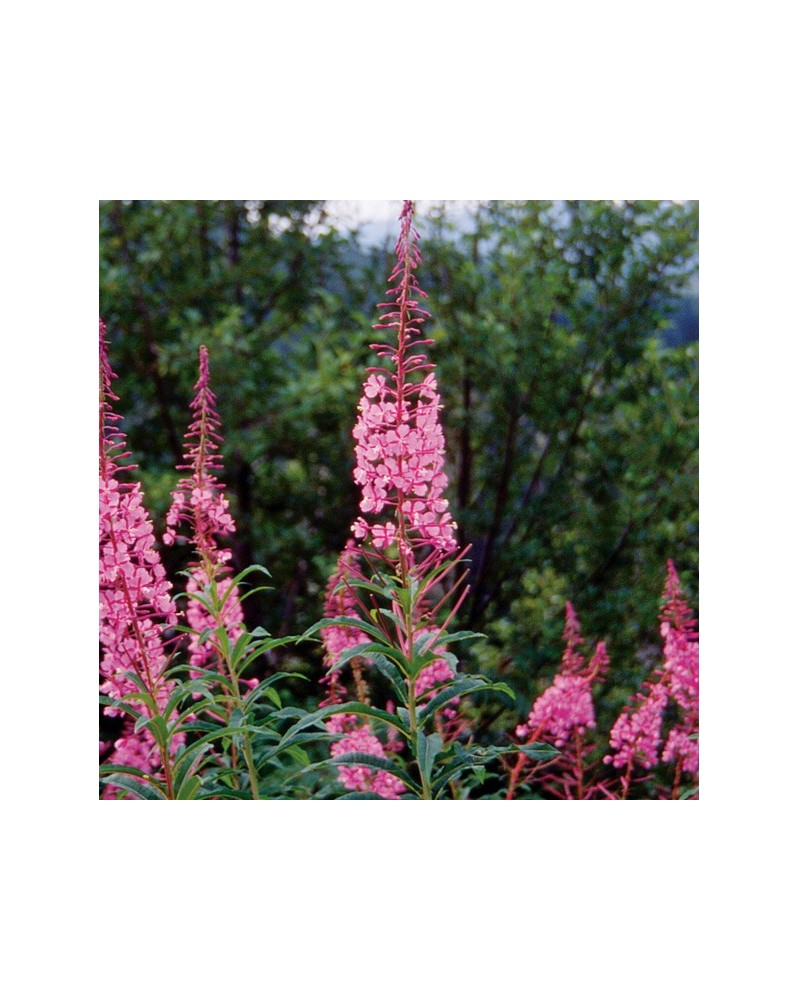 Fireweed - Epilobe à feuille étroite