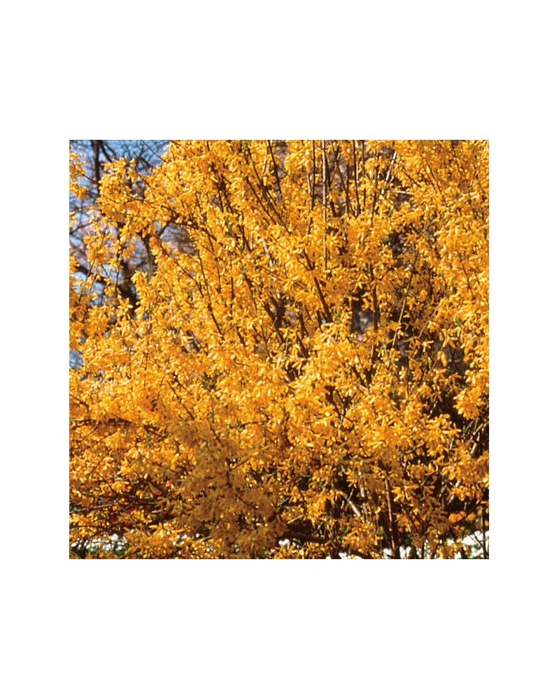 Forsythia
