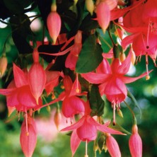 Fuchsia