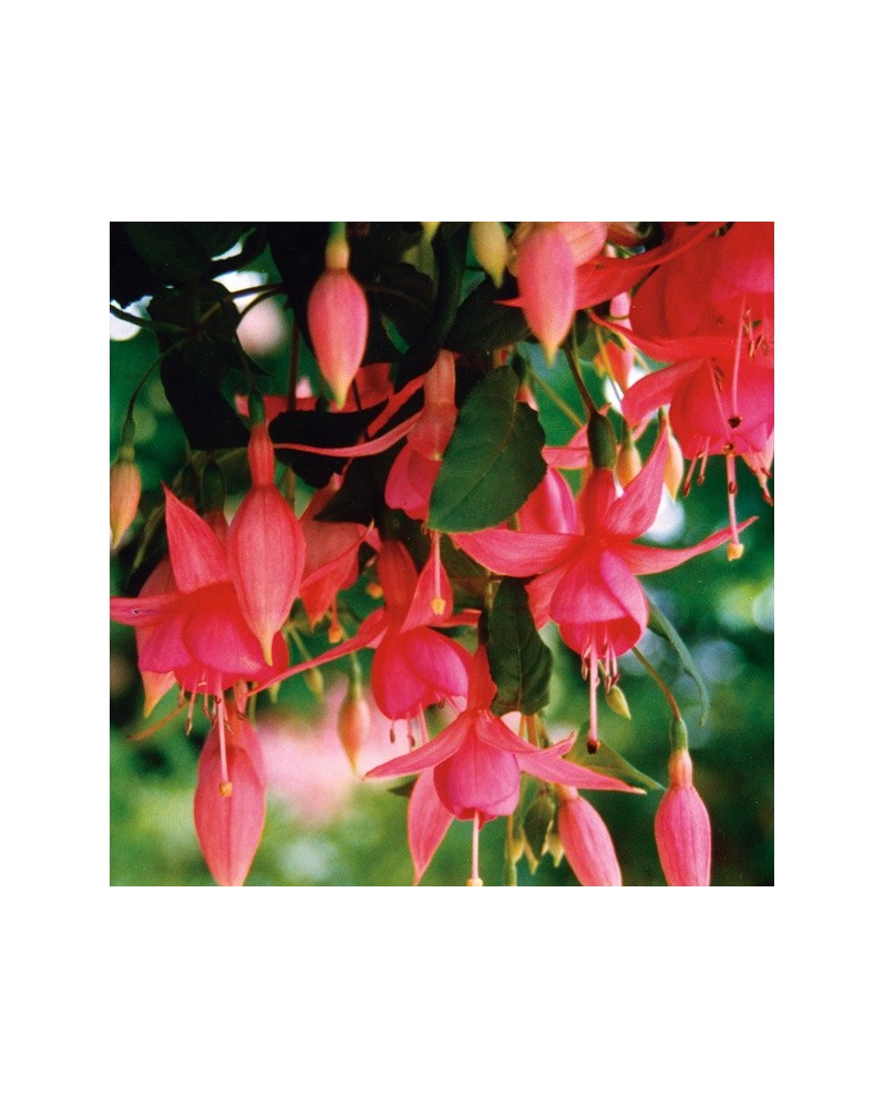 Fuchsia