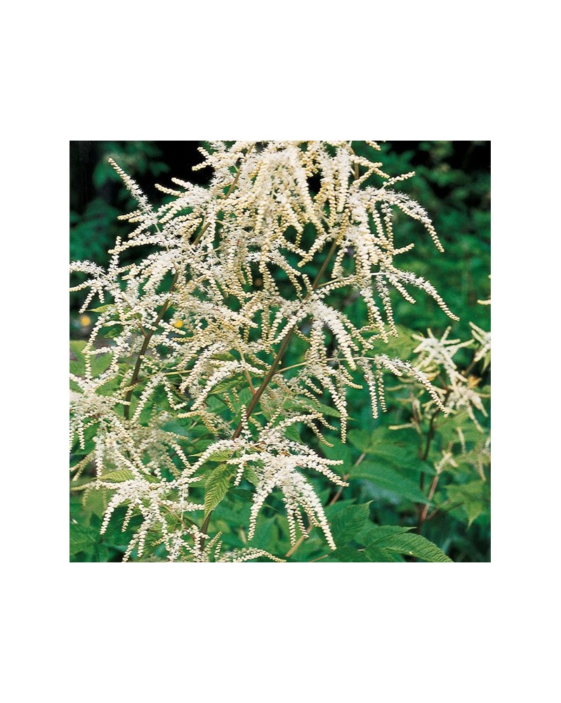 Goatsbeard - Barbe-de-bouc