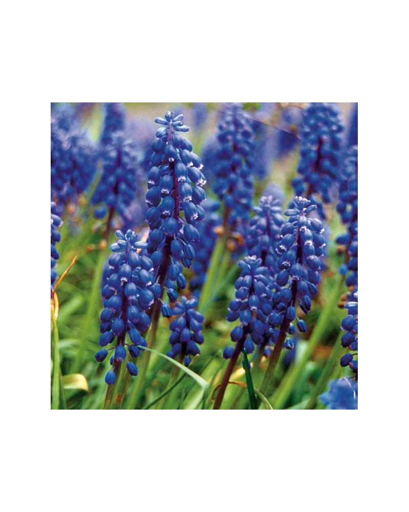 Grape Hyacinth - muscari à grappe