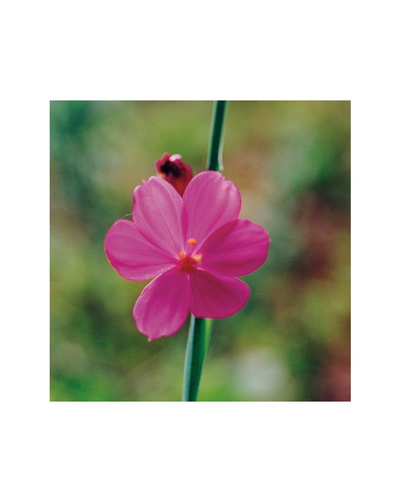 Grass Widow - Herbe veuve de Douglas