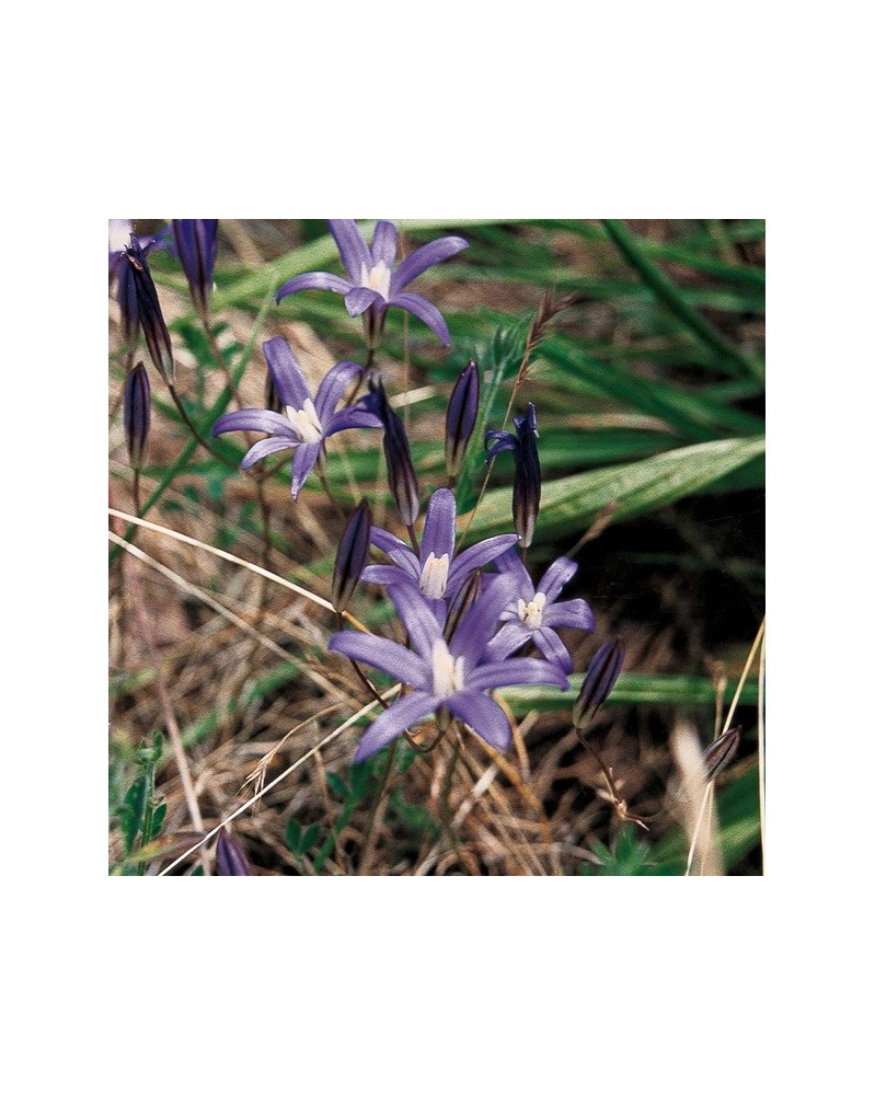 Harvest Lily - Lis de moisson