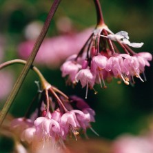 Hooker's Onion - Ail penché
