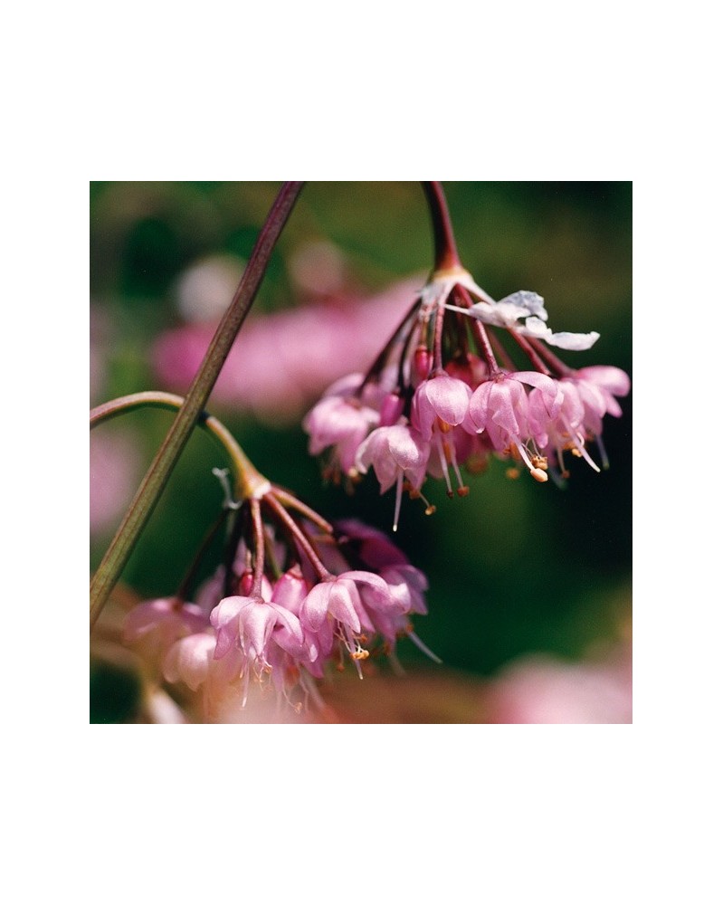 Hooker's Onion