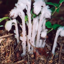 Indian Pipe - Monotrope...
