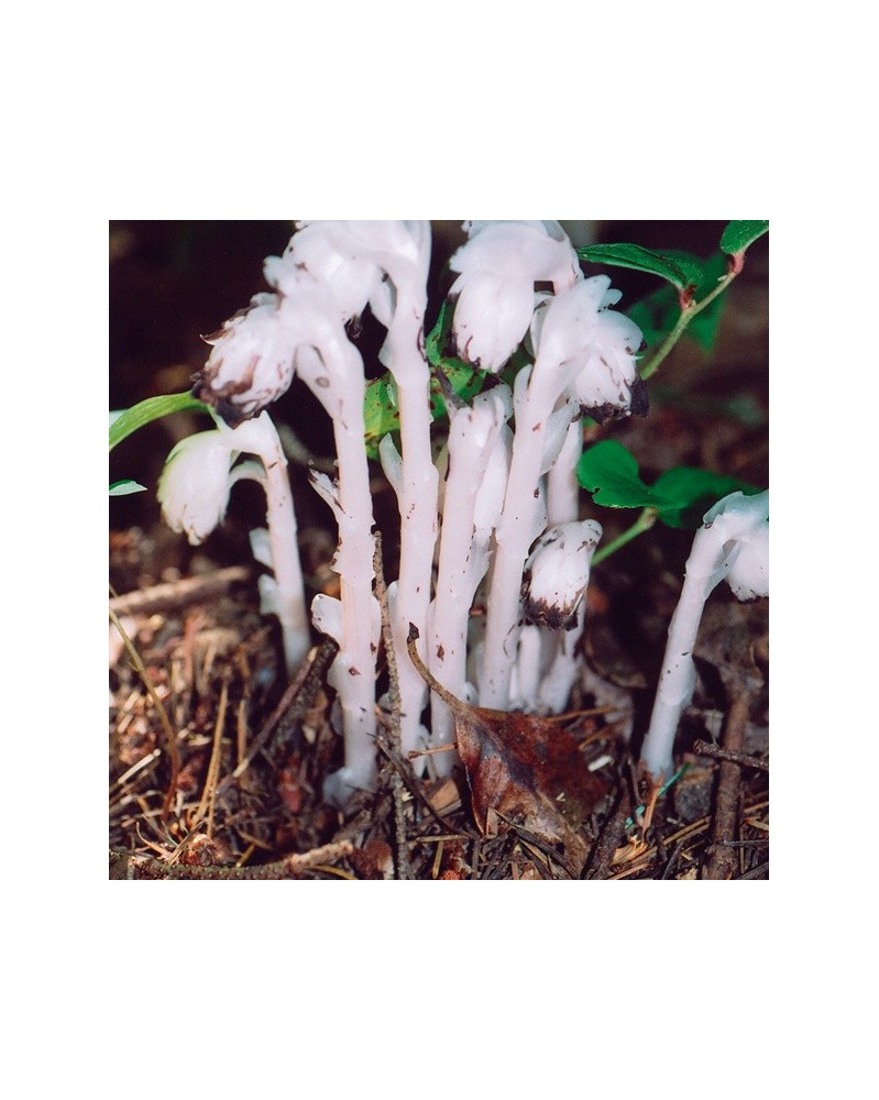 Indian Pipe - Monotrope uniflore