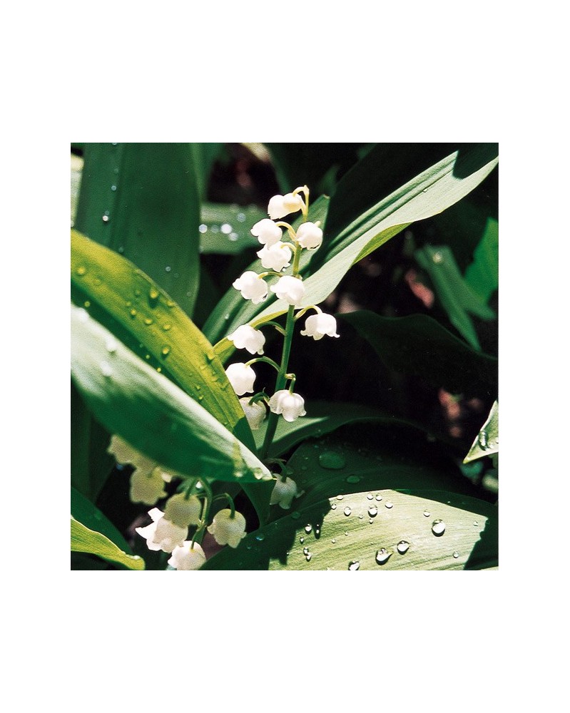 Lily of the Valley - Muguet