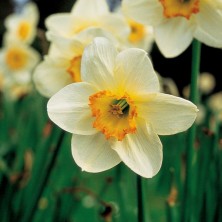 Narcissus - Narcisse