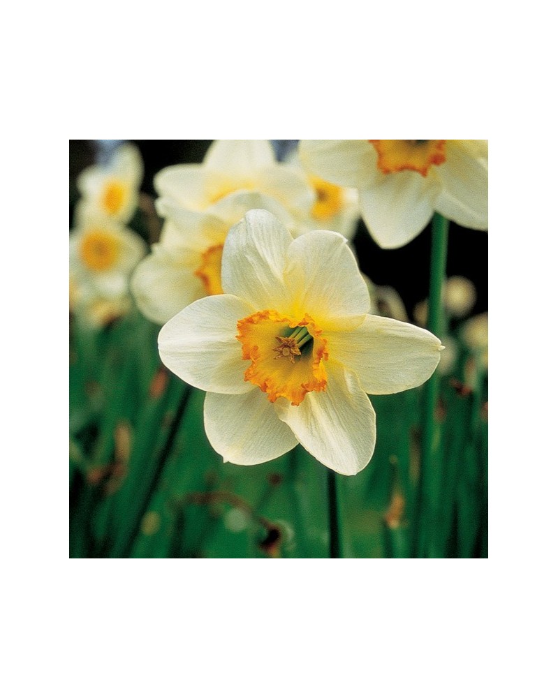 Narcissus - Narcisse