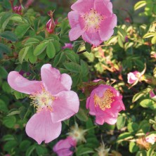 Nootka Rose - Rose de Nootka