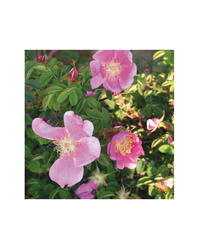 Nootka Rose - Rose de Nootka