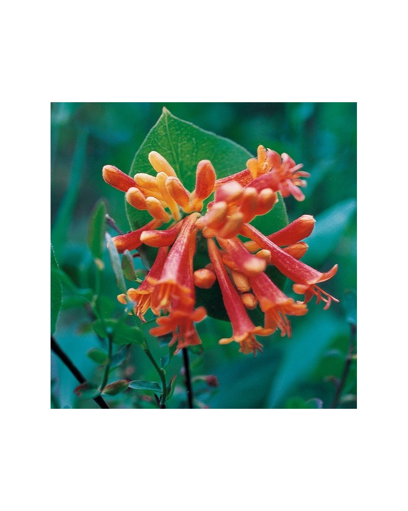 Orange Honeysuckle - Chèvrefeuille orangé