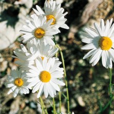 Ox-eye Daisy - Grande...