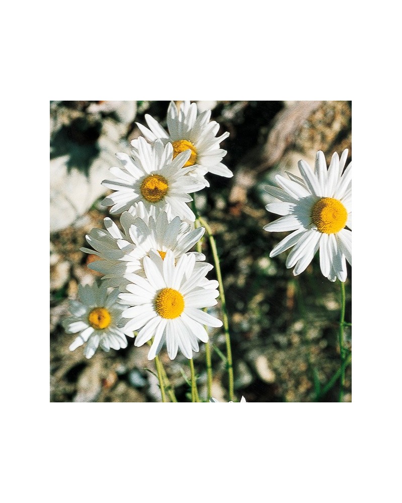 Ox-eye Daisy - Grande marguerite