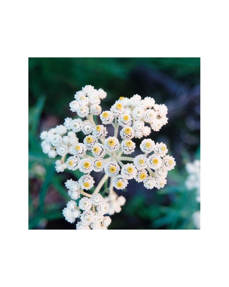 Pearly Everlasting - Immortelle d'argent