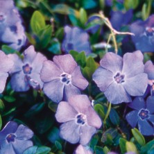 Periwinkle - Pervenche