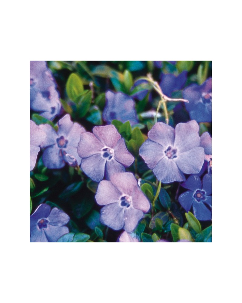 Periwinkle - Pervenche